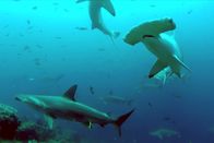 GEO Reportage – Das Symbol von Cocos Island: Hammerhaie am Tauchplatz Roca Sucia