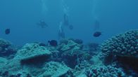 Terra X: Überleben! – Antje Boetius begleitet Naturschützer in das Riff vor der Insel Rarotonga. Hier machen sie Jagd auf den gefährlichen Rifffresser: Dornenkronenseesterne.