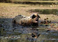Universum: Die Donau - Lebensader Europas – Schwimmendes Schwein in Cigoc/ Kroatien.