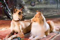 Marmaduke – Als Marmaduke (l.) in Kalifornien die bezaubernde Collie-Dame Beverly (r.) und ihre versnobten schicken Freunde aus der Schicki-Micki-Clique kennenlernt, ist es um ihn geschehen. Er spielt, um ihnen zu imponieren, den supercoolen Überflieger und setzt damit die Freundschaft zu Lucy und ihrer Gang aufs Spiel ...