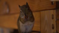Alaskas Wildtier-Retter – Ebenezer, a Red Squirrel, enjoys eating a nut at the Alaska Wildlife Conservation Center. (National Geographic)