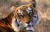 Die Zaubertricks der Tiere – de Tiger