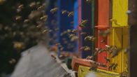 Die Bienenflüsterer – Die farbenfrohen Bienenstöcke sind Teil der slowenischen Tradition in der Bienenhaltung. Die verschiedenen Farben und Bemalungen helfen den Bienen dabei, zu ihrem Stock zurückzufinden.