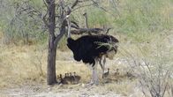 Unentdecktes Nordnamibia – Strauße mit Nachwuchs im Etosha-Nationalpark.