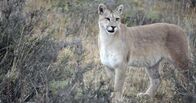 Die Fährte der Pumas – Torres Del Paine, Chile - Puma schaut in die Ferne.