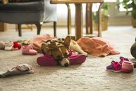 Bailey - Ein Freund fürs Leben – "Bailey - Ein Freund fürs Leben", Der achtjährige Ethan rettet mit seiner Mutter einen Golden Retriever-Welpen aus einem überhitzten Auto. Die Familie Montgomery nimmt den süßen Vierbeiner bei sich auf und gibt ihm den Namen Bailey. Als Ethans treuester Freund im hohen Hundealter stirbt, wird er als Schäferhündin Ellie wiedergeboren und in Chicago zur Polizeihündin ausgebildet. Nach einigen Hundeleben bei anderen Besitzern trifft Bailey auf den erwachsenen Ethan, den er unbedingt mit Jugendliebe Hannah zusammenbringen will.