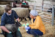 Foodhacks mit Nadiya Hussain – Nadiya begleitet in Wales einen vielbeschäftigten Tierarzt während der Lämmersaison.