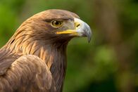 The Natural World – Steinadler.