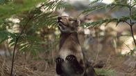 Verborgene Welten – Das Zangheotherium war zwar ein Säugetier. Unklar ist jedoch, ob es Eier legte oder lebende Junge gebar.