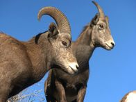 Tierische Freaks – Yellow-green lichens, which contain narcotic properties, cause bighorn sheep to become stoned. They enjoy the natural high so much that they'll stray from the group for one last nibble. But in their drugged state, bighorns are in grave danger.