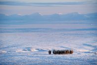 Ein perfekter Planet – Moschusochsen sind Kältespezialisten: Die Polarnacht in Ellesmere Island ohne Sonnenlicht dauert mehrere Monate.