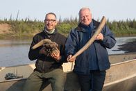 Terra X: Das Eiszeit-Rätsel - Warum starben die Riesentiere aus? – Mammut-Experte Dick Mol (r.) und der Paläontologe Grant Zazula (l.) haben im Yukon Territory in Kanada einen Mammutstoßzahn und den Schädel eines eiszeitlichen Moschusochsen gefunden.
