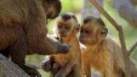 Primaten – Zwei junge Bartkapuziner (Sapajus libidinosus) beobachten genau, wie ein Erwachsener eine Cashewnuss zum Fressen vorbereitet.