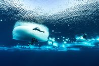 Eisige Welten – Kameramann Hugh Miller taucht unter Eisschollen, um Sattelrobben vor der Ostküste Grönlands zu filmen.