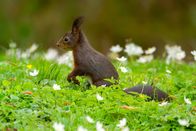 Erlebnis Erde: Frühlingswelten – Eichhörnchen auf Nahrungssuche auf einer Streuobstwiese