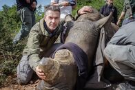 Terra X: Faszination Erde – Ein Nashorn wurde betäubt und die Augen zur Stressminderung abgedeckt. Tierärzte wollen das Horn abschneiden, denn für diesen eigentlich wertlosen Stoff wird auf dem Schwarzmarkt mehr bezahlt als für Gold. Ohne Horn ist das Tier für Wilderer wertlos, und genau dieses kontrolliert abzuschneiden ist der Plan.
