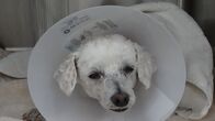 Tierarzt Dr. Jeff - Der Rocky Mountain Doc – Spoons recovering after surgery in the OR.
