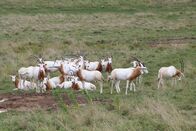 Zoogeflüster – Babe the scimitar-horned oryx hides within her herd, suspicious of Adam Patrick Davis and Curt Coleman when they come to check on her. (National Geographic/Jesse Kennedy)