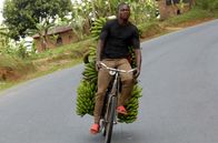 Fahrt ins Risiko – Eric Nzitunga transportiert 14 Bananenstauden, was etwa einem Gewicht von 250 kg entspricht, aus dem Norden des Landes in die Hauptstadt Bujumbura.