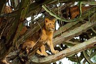 Säugetiere – Im Queen-Elizabeth-Nationalpark in Uganda rasten Löwen auf Kandelaber-Euphorbien.