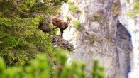 Österreich-Bild – Gämse im Halltal.