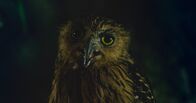 Die gruseligsten Tiere: Fakt oder Fiktion? – Java, Indonesien - Buffy Fish Owl schaut in die Kamera (Love Productions USA/Myke Clarkson)