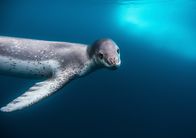 Terra Mater – Seeleoparden sind geschickte Jäger