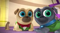 Welpen Freunde – L-R: Rolly, Bingo.