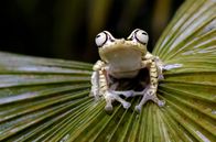 Naturparadiese mit Zukunft – Der Goldnugget-Frosch kommt nur in Kolumbien und Ecuador vor. Mit seinen riesigen Augen ist er gut an das Leben bei Nacht angepasst.