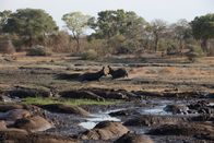 Feindselige Erde – TANZANIA - Two bull hippos fight in Katavi National Park. During the dry season, their pool of water shrinks and fights break out as the hippos are forced closer and closer together.