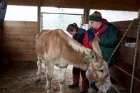 Der unglaubliche Dr. Pol – Dr. Lisa führt diagnostische Tests durch, um herauszufinden, warum Ray sein Futter abgesetzt hat. (National Geographic/Grace Sabwira)