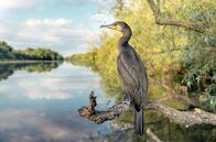 GEO Reportage – Das Donaudelta ist eines der größten Naturreservate Europas. Es gilt als ein Paradies für Wildtiere, wie beispielsweise für diesen Kormoran.
