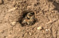 Re: – Lamarckii-Bienen können sich gegen einen gefürchteten Parasiten wehren.