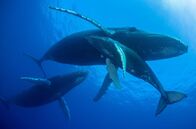 Das Wesen der Wale – Ein männlicher Buckelwal schwimmt um seine Partnerin und ihr Kalb herum.