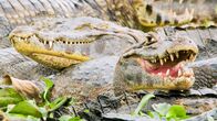 Terra Mater – Der Brillenkaiman kommt in weiten Gebieten Südamerikas vor und gehört zu den Krokodilen. Diese urzeitlichen Reptilien besitzen einen harten, widerstandsfähigen Schuppenpanzer, der sich über den gesamten Körper zieht. Die Schuppen am Rücken sind besonders groß und ausgeprägt sowie durch Knochenplatten, sogenannte Osteoderme, verstärkt. Auf diesen markanten Rückenschild geht auch der umgangssprachliche Begriff der „Panzerechsen“ zurück.