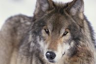 Hunter Hunted – Gray wolf.
