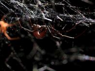 Tierische Freaks – A female black widow spider hangs from her web.