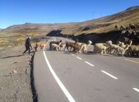 Transocéanica - Von Lima nach Rio – Einsam ist es am höchsten Punkt der Transoceánica auf 4.725 Meter. Nur ein Hirte mit einigen Dutzend Lamas kreuzt den Asphalt.