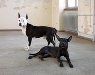TierART – Für seine Installation „Meute“ ließ Konzeptkünstlers Jochem Hendricks tote Kampfhunde ausstopfen.