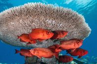 Wilde Trauminseln – Die tropische Inselkette der Malediven lockt mit einer so farb- wie artenreichen Unterwasserwelt.