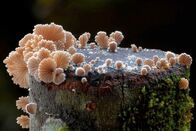 Im Königreich der Pilze – Pilze – bizarre Überlebenskünstler