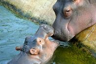 Zoo-Babies – Mitten in Berlin gibt es zwei Oasen für Tiere: den artenreichen Zoo Berlin und den größten Landschaftstiergarten Europas, den Tierpark Berlin. Hier kommen unzählige Zoobabies auf die Welt.