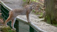 Der Harz – Ein wilder Luchs besucht das Luchsgehege im Wald. Ein Weibchen auf der anderen Seite des Zauns ist paarungsbereit.