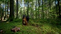 Unsere Wälder – Ihm schmeckt's. Ein Eichhörnchen im Wald frisst Haselnüsse