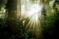 Terra X: Unser grüner Planet – Nur ein sehr geringer Anteil des Sonnenlichts erreicht den Waldboden, daher konkurrieren die Pflanzen stark ums Licht.