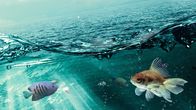 Die Aquarium-Profis – Do, 13.02., 08:50 Uhr