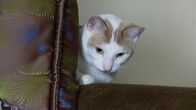 Der Katzenflüsterer – The cat inside.