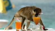 Tierische Freaks – ISLAND OF ST KITTS: VERVET MONKEY DRINKING A COCKTAIL.
