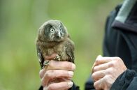 Wilde Schweiz – Ornithologe Yves Menétrey kämpft unermüdlich für die Zukunft des Raufußkauzes.