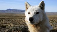 Polarwölfe – Wölfe sind von Natur aus neugierig. Weitere Fotos auf Anfrage.